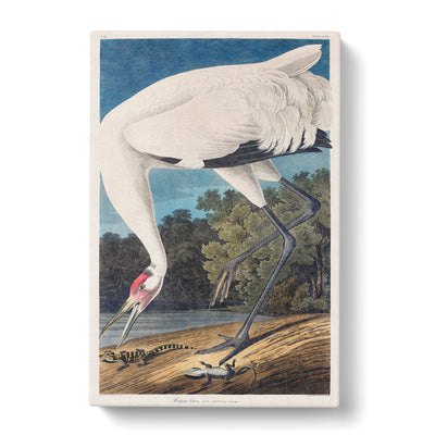 Hooping Crane Bird By John James Auduboncan Canvas Print Main Image