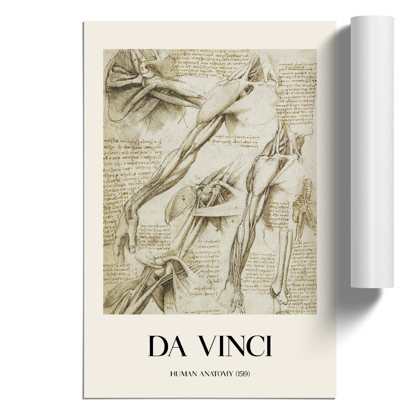 Human Anatomy Vol.1 Print By Leonardo Da Vinci