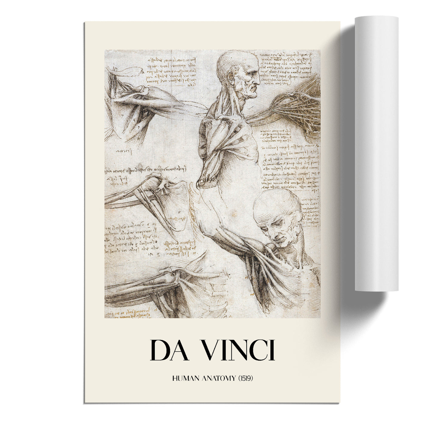 Human Anatomy Vol.3 Print By Leonardo Da Vinci