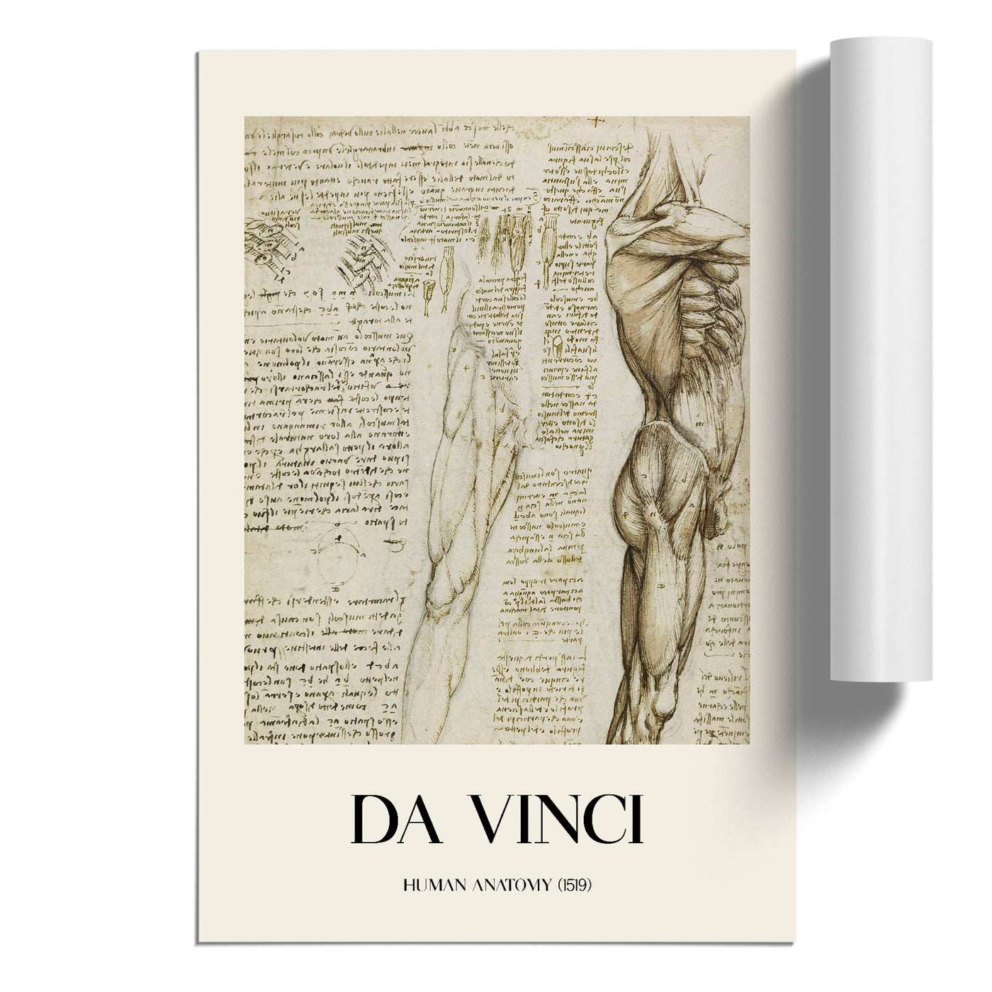 Human Anatomy Vol.6 Print By Leonardo Da Vinci