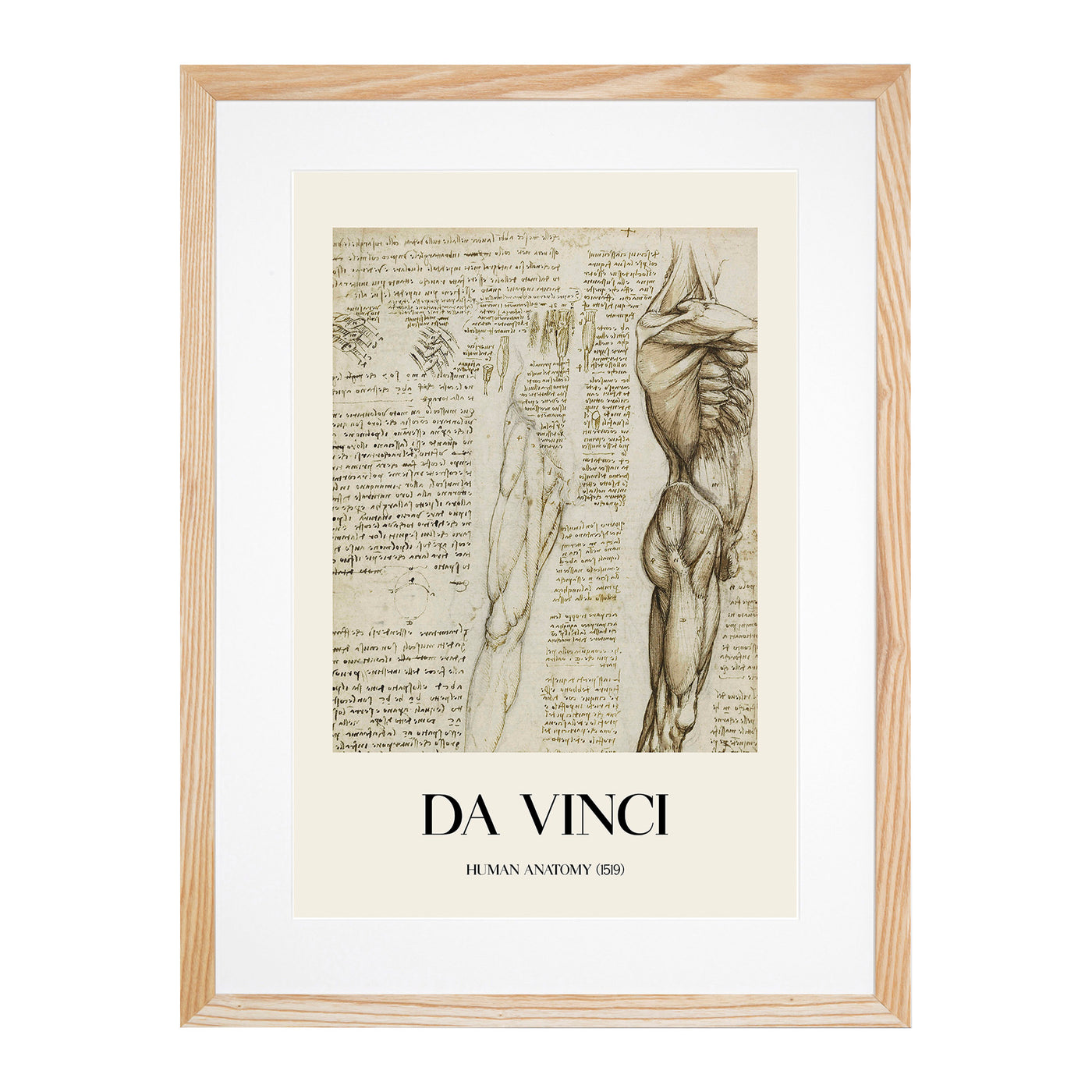 Human Anatomy Vol.6 Print By Leonardo Da Vinci