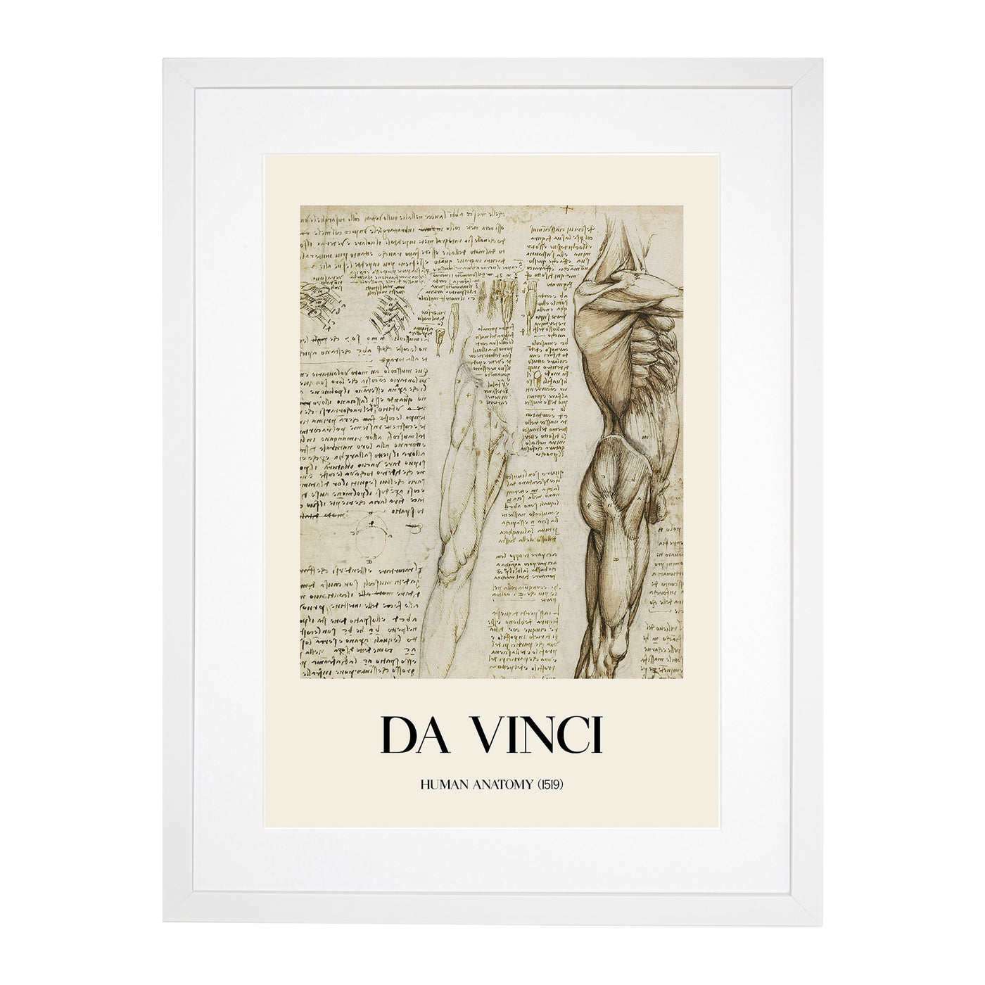 Human Anatomy Vol.6 Print By Leonardo Da Vinci