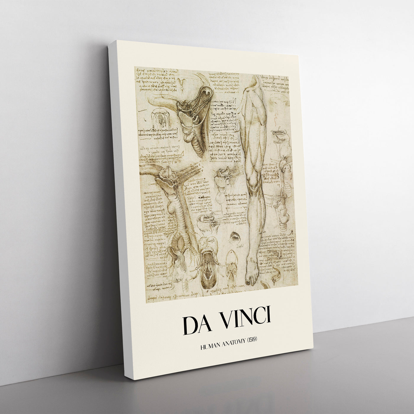 Human Anatomy Vol.7 Print By Leonardo Da Vinci