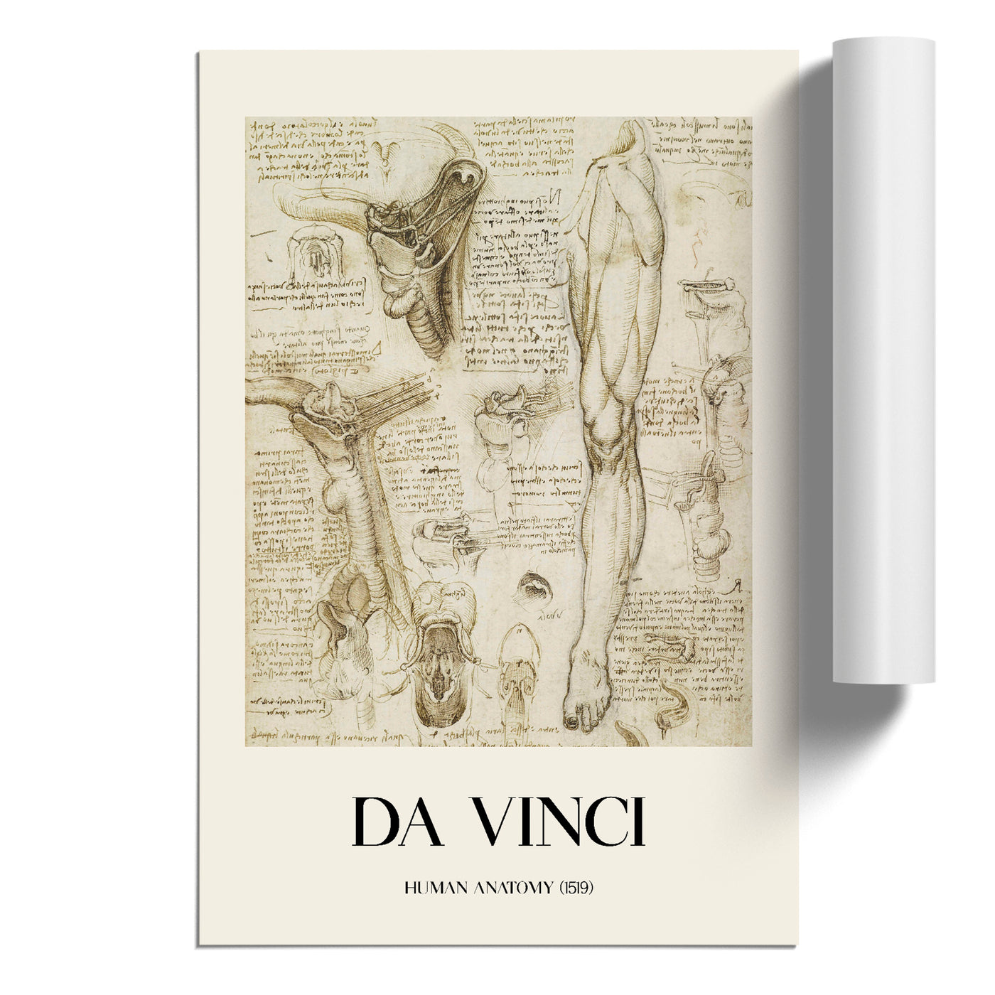 Human Anatomy Vol.7 Print By Leonardo Da Vinci