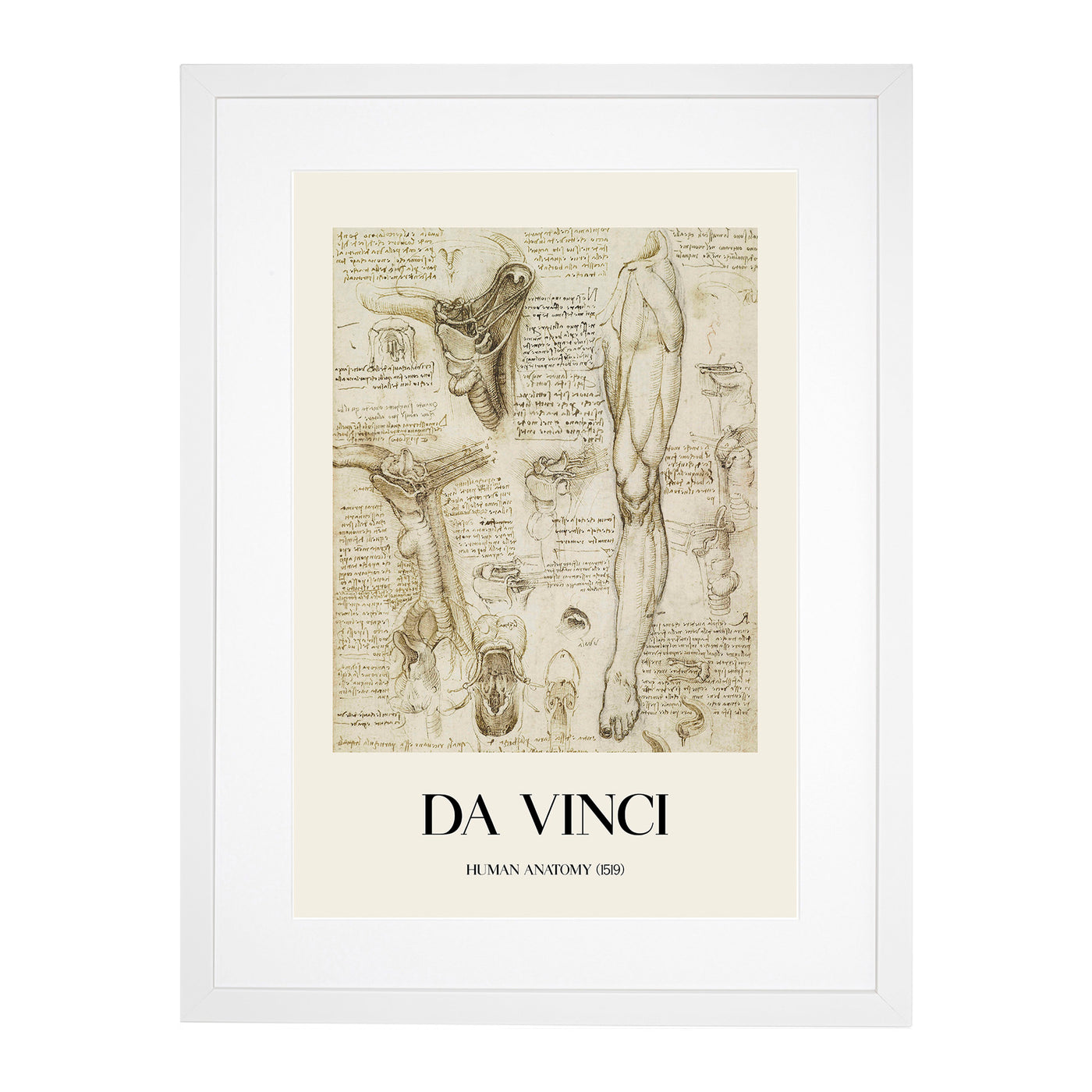 Human Anatomy Vol.7 Print By Leonardo Da Vinci