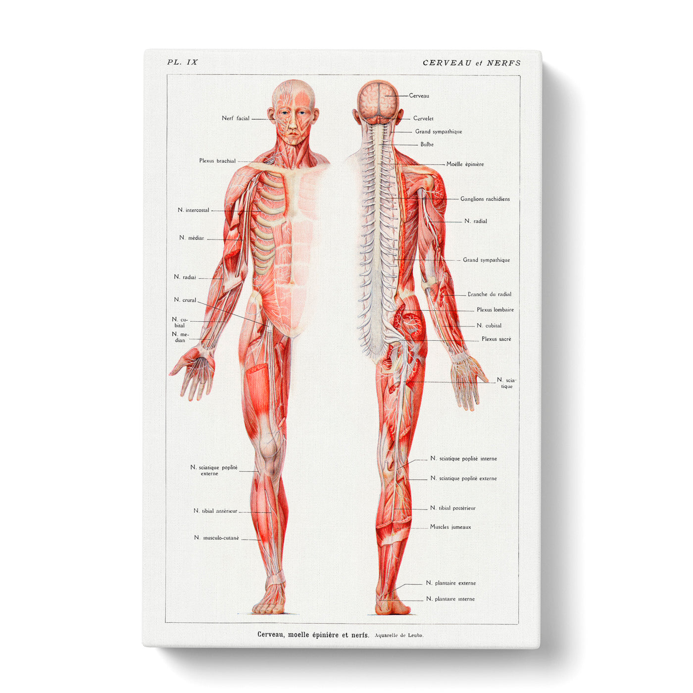 Human Anatomy In Frenchcan Canvas Print Main Image