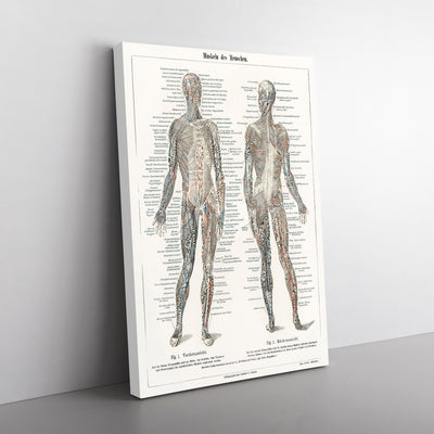 Human Anatomy In German
