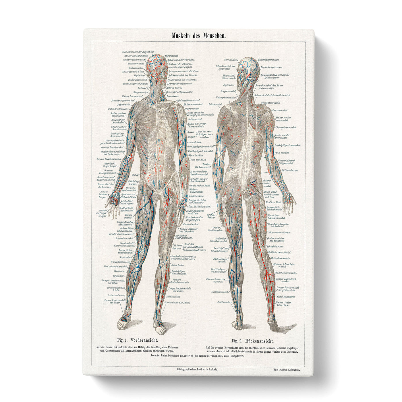 Human Anatomy In Germancan Canvas Print Main Image