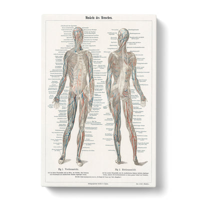 Human Anatomy In Germancan Canvas Print Main Image