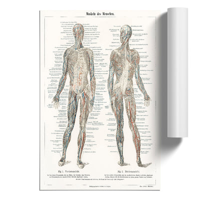 Human Anatomy In German