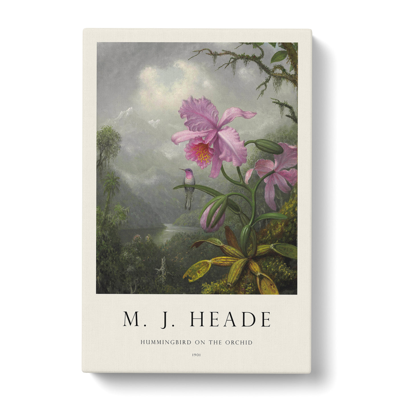 Hummingbird On The Orchid Plant Print By Martin Johnson Heade Canvas Print Main Image