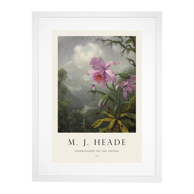 Hummingbird On The Orchid Plant Print By Martin Johnson Heade