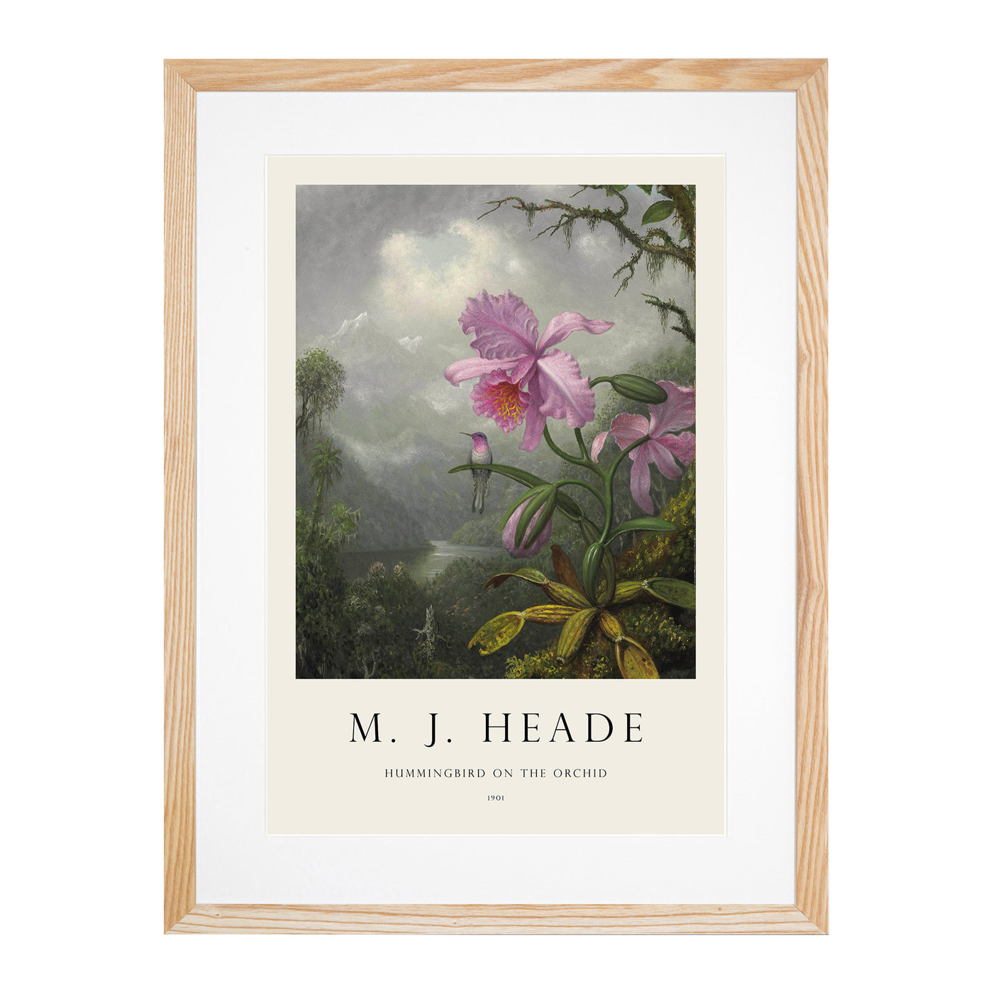 Hummingbird On The Orchid Plant Print By Martin Johnson Heade