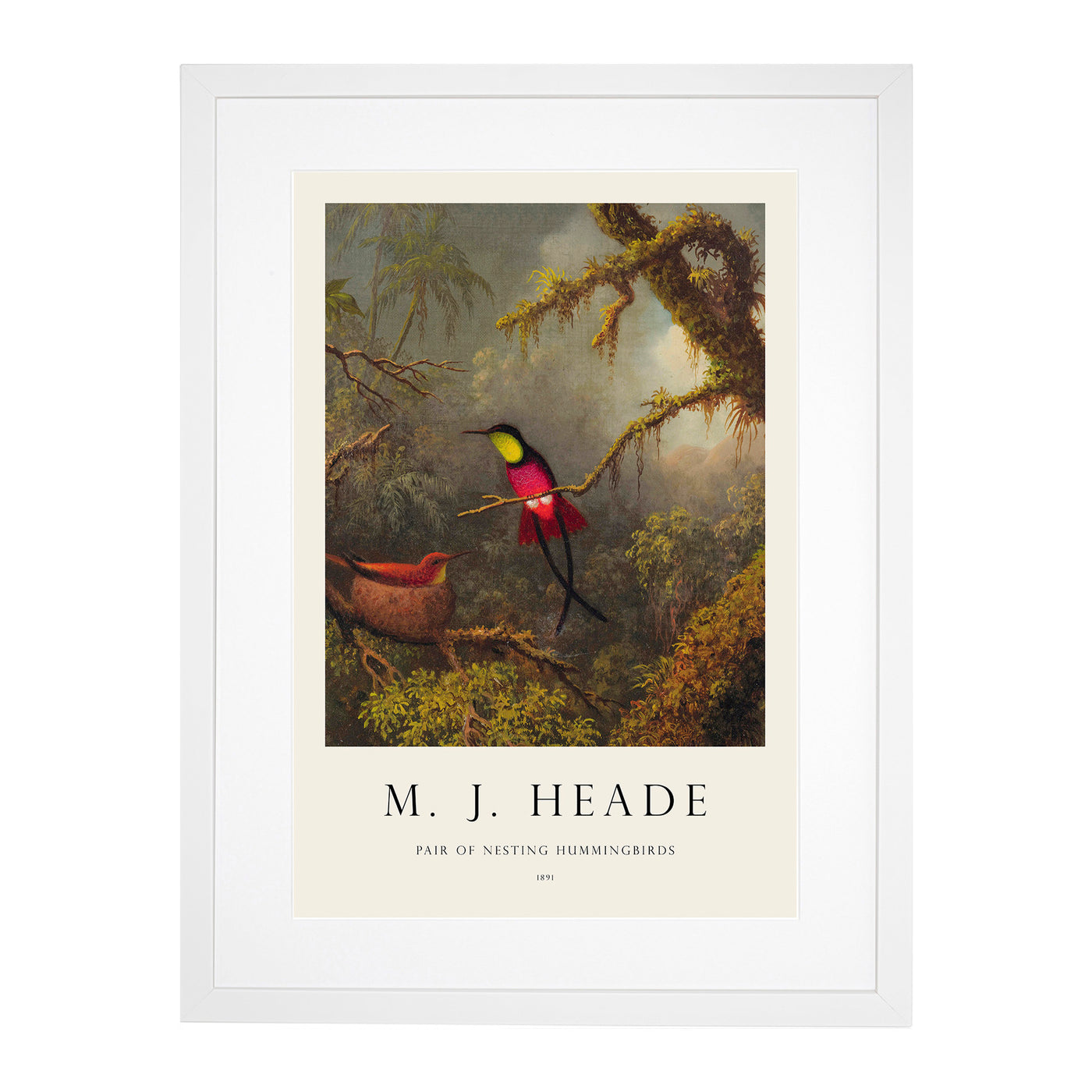 Hummingbird Print By Martin Johnson Heade