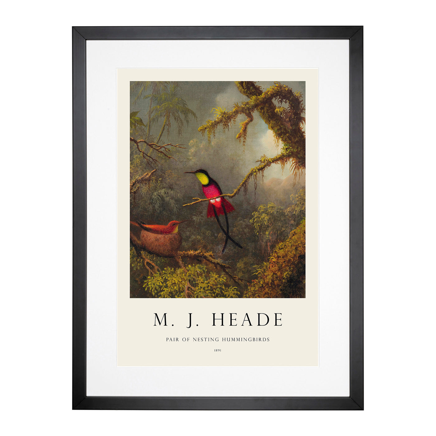 Hummingbird Print By Martin Johnson Heade Framed Print Main Image