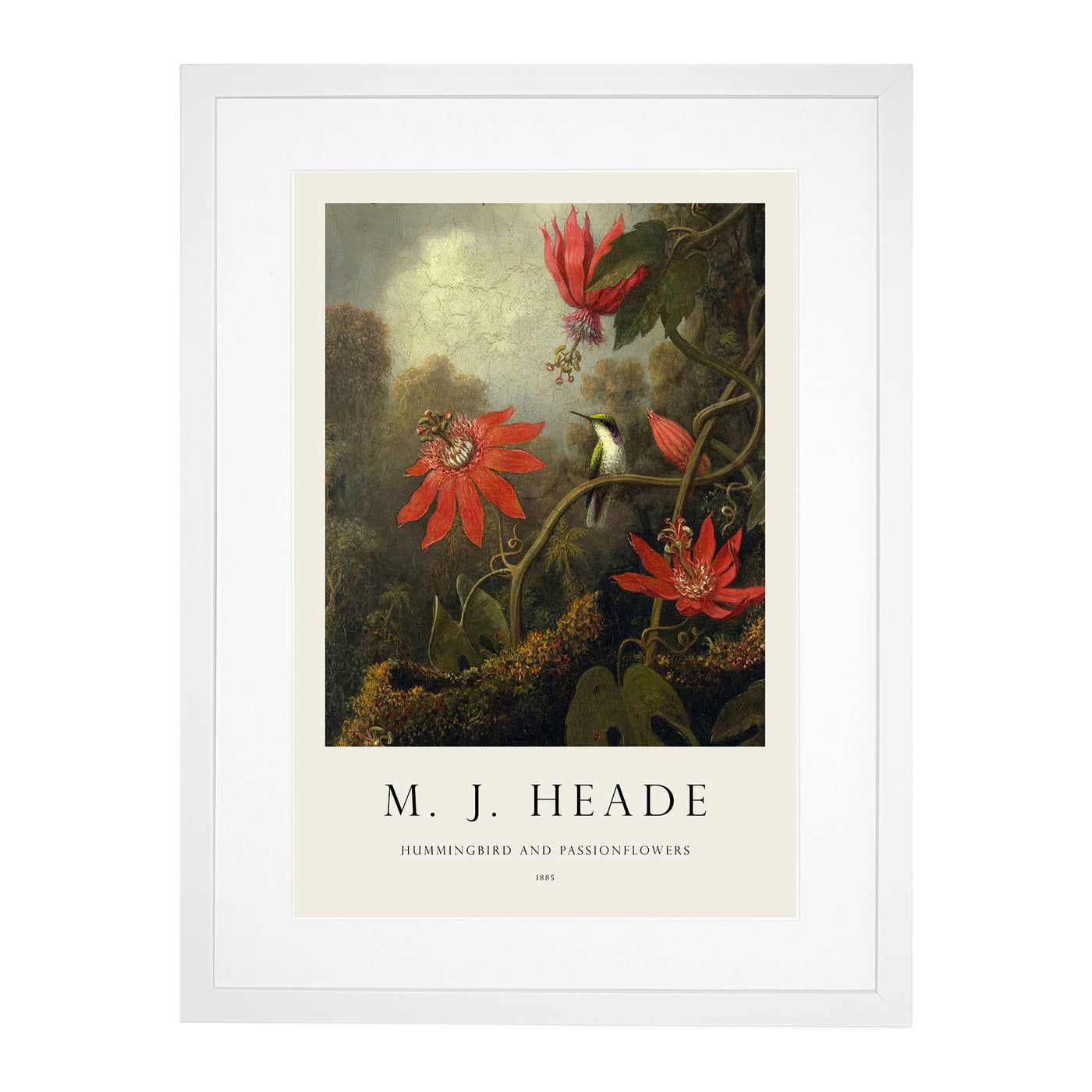 Hummingbird And Flowers Print By Martin Johnson Heade