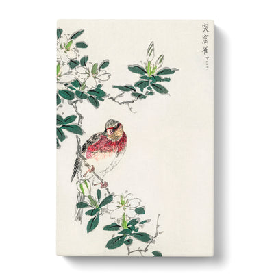 Japanese Long Tailed Rosefinch By Numata Kashu Canvas Print Main Image