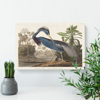 Louisiana Heron By John James Audubon