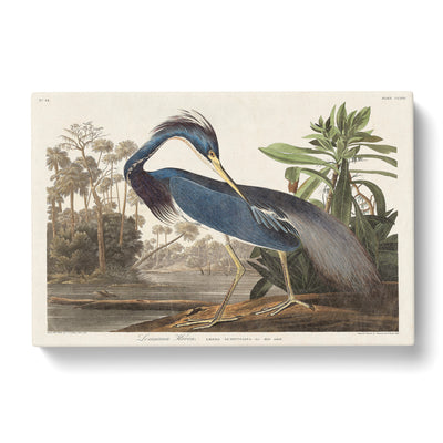 Louisiana Heron By John James Auduboncan Canvas Print Main Image