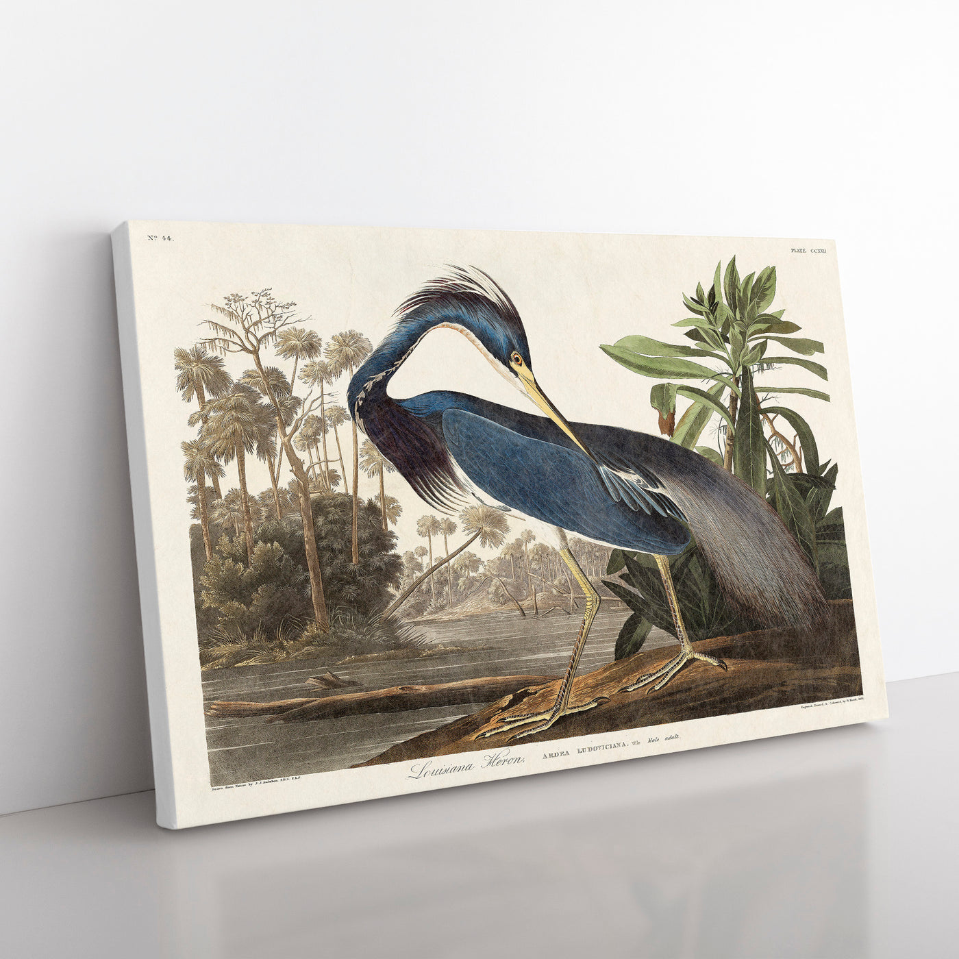 Louisiana Heron By John James Audubon