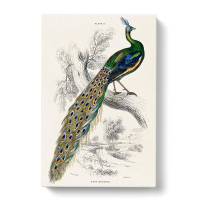 Majestic Peacock By Sir William Jardinecan Canvas Print Main Image