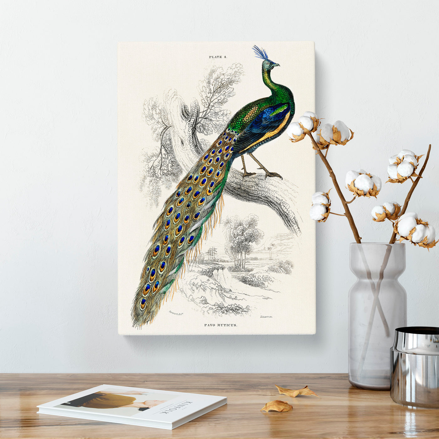Majestic Peacock By Sir William Jardine