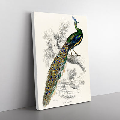 Majestic Peacock By Sir William Jardine