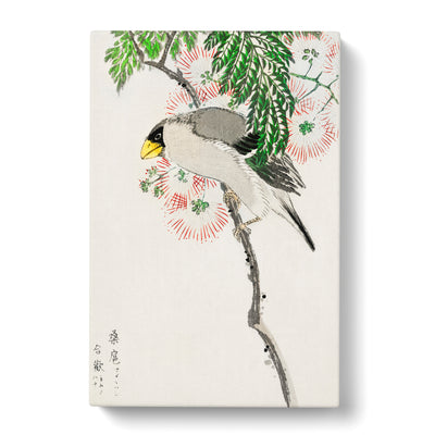 Masked Hawfinch & Silk Tree By Numata Kashu Canvas Print Main Image