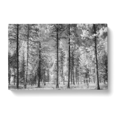 Montana Forest Painting Canvas Print Main Image