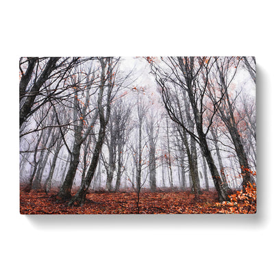 Never Ending Forest In Italy Canvas Print Main Image