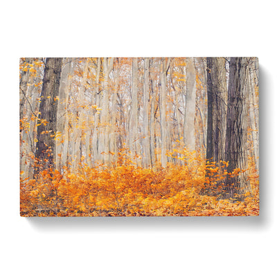 Orange Forest Canvas Print Main Image