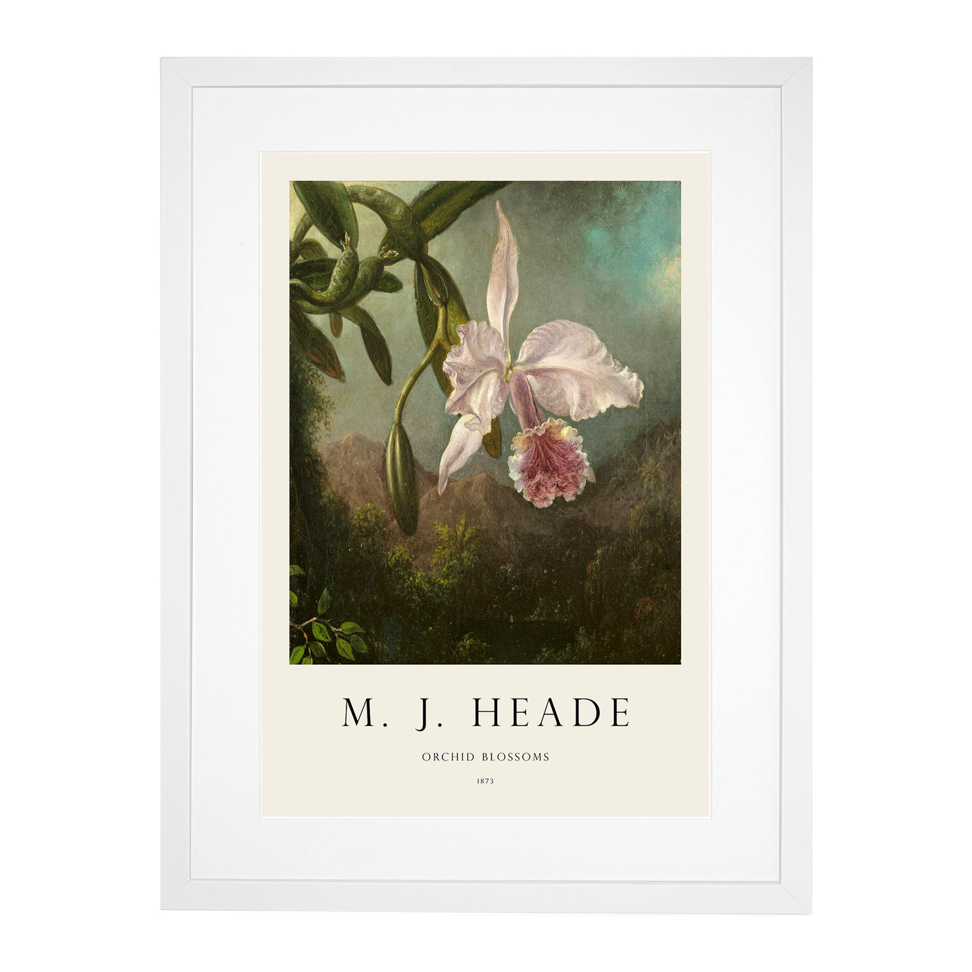 Orchid Blossoms Print By Martin Johnson Heade