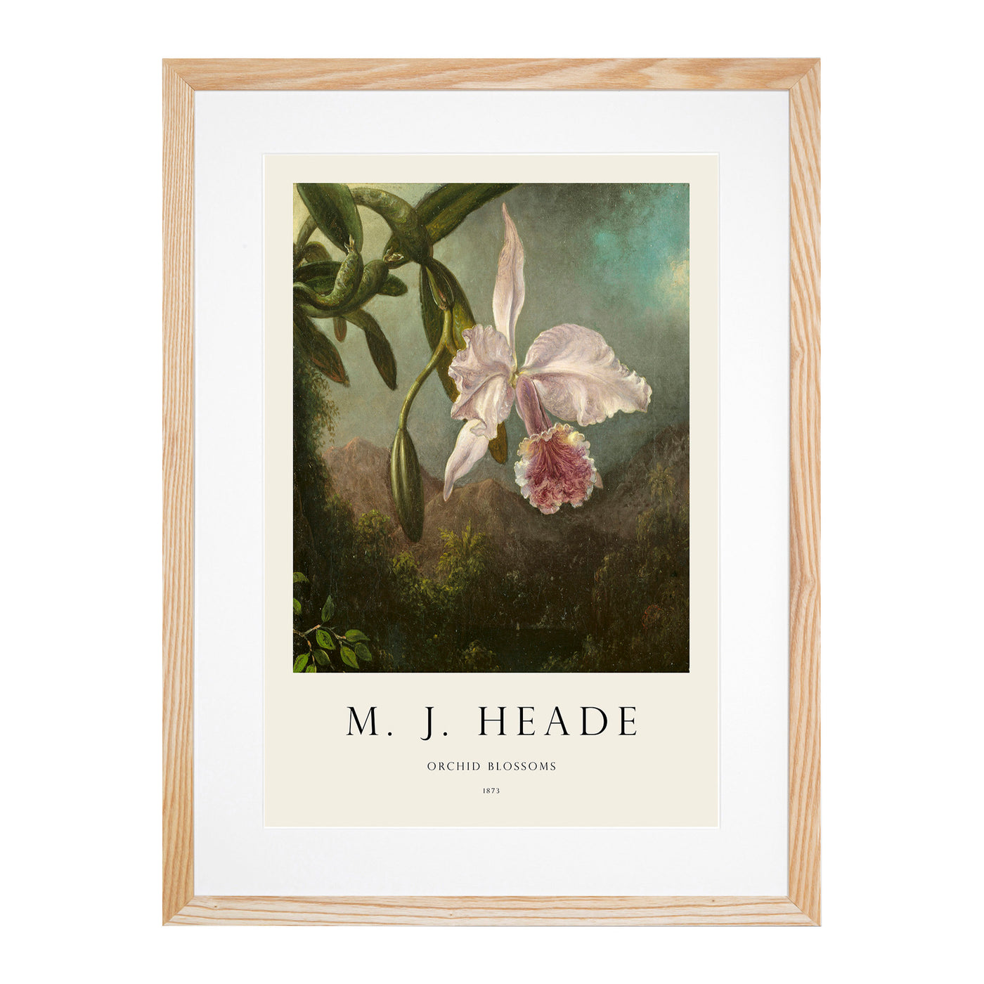 Orchid Blossoms Print By Martin Johnson Heade