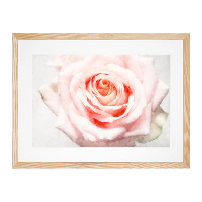 Pale Pink Rose