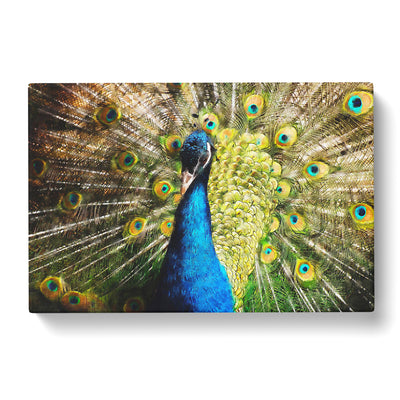 Peacock Vol.2 Painting Canvas Print Main Image