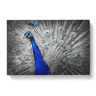 Peacock With Its Feathers Spread Canvas Print Main Image