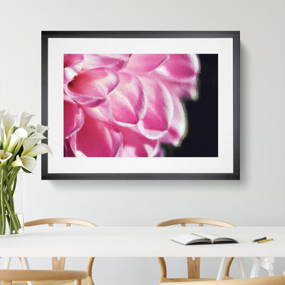 Petals Of A Pink Dhalia