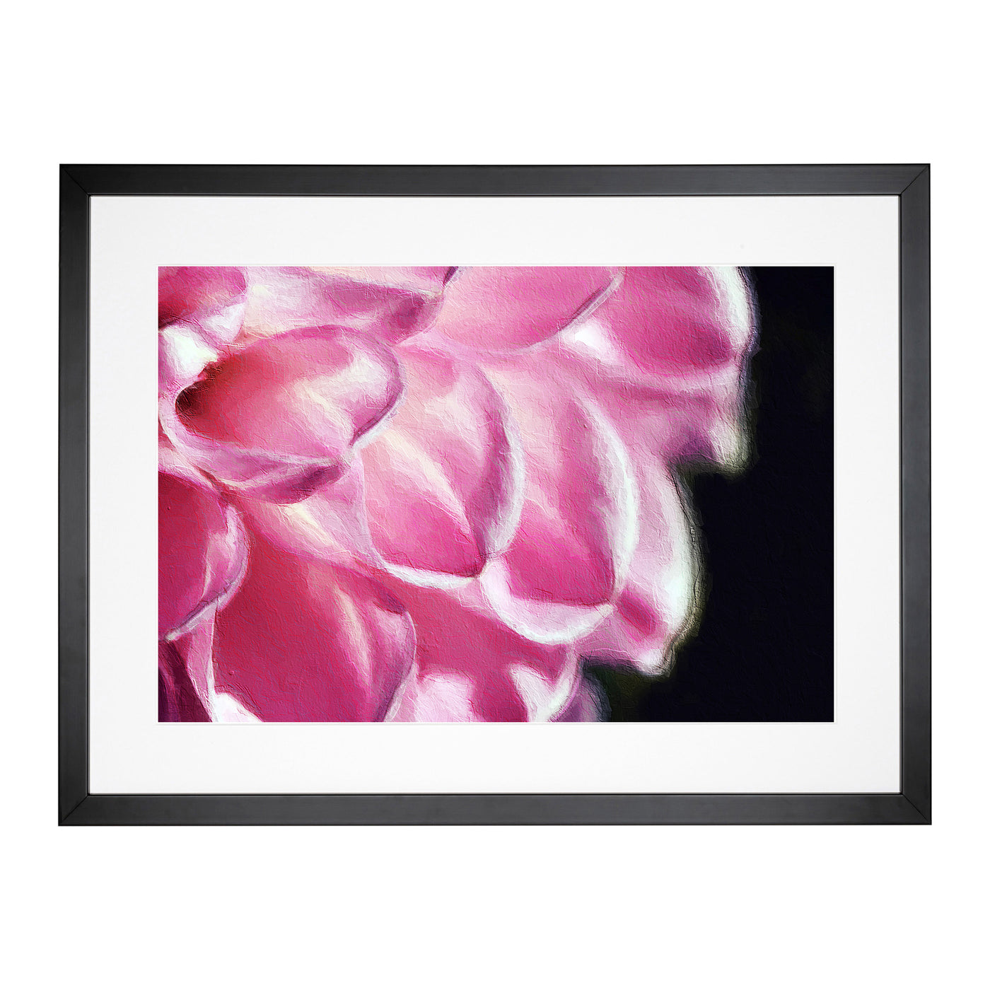 Petals Of A Pink Dhalia