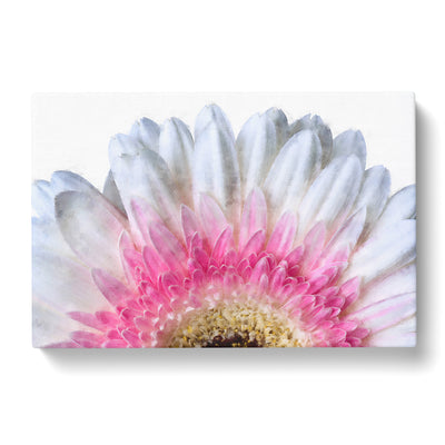 Petals Of A Pink & White Gerbera Painting Canvas Print Main Image