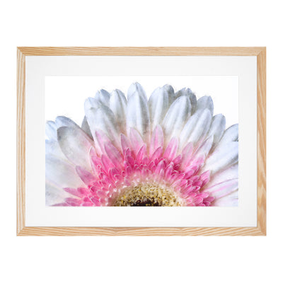 Petals Of A Pink & White Gerbera