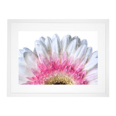 Petals Of A Pink & White Gerbera