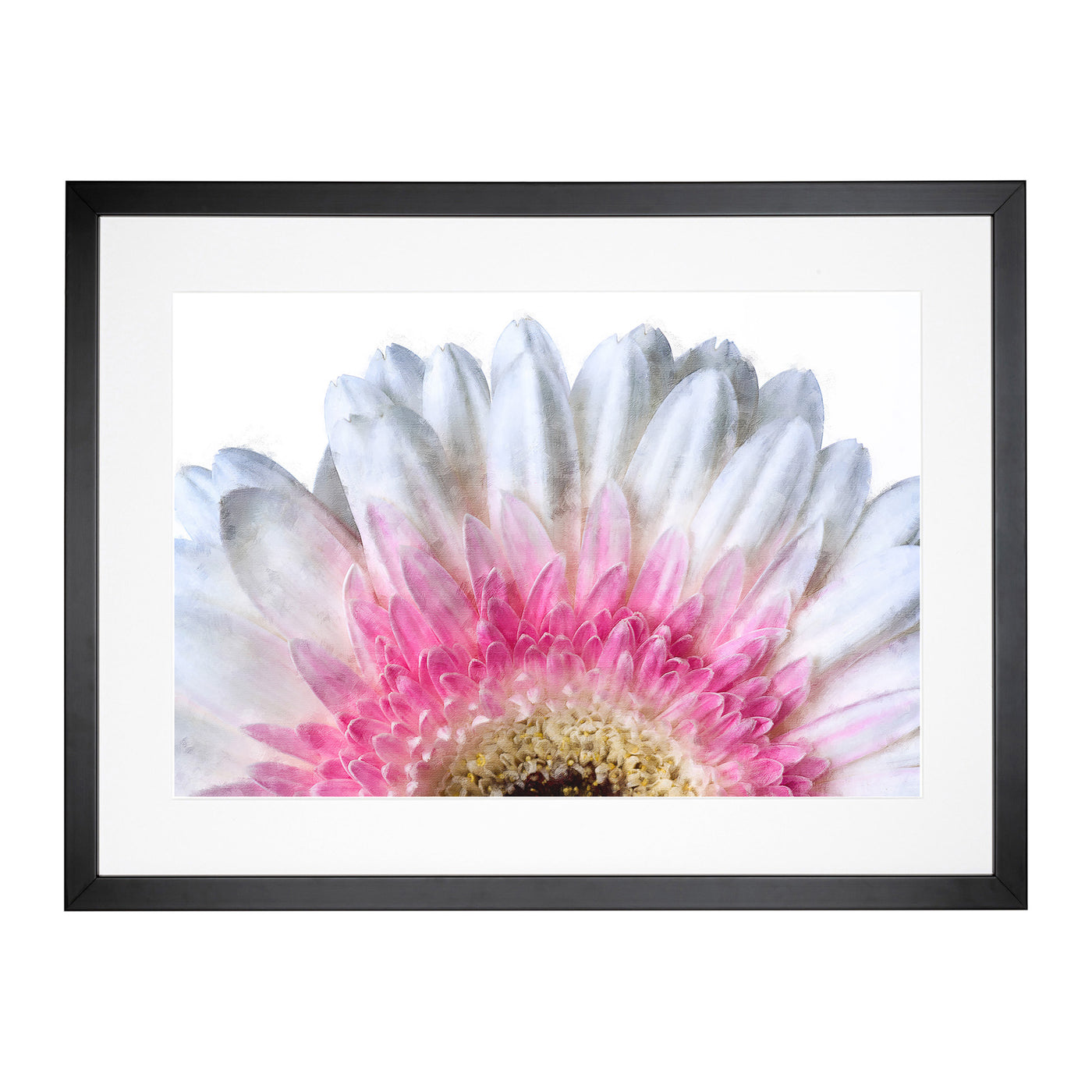 Petals Of A Pink & White Gerbera