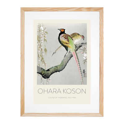 Pheasants & Cherry Blossom Print By Ohara Koson