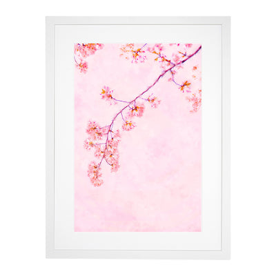 Pink Blossom Cherry Tree