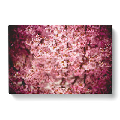 Pink Cherry Blossom Flowers Vol.5 Painting Canvas Print Main Image