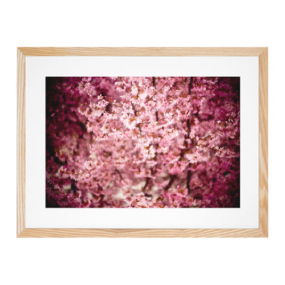 Pink Cherry Blossom Flowers Vol.5