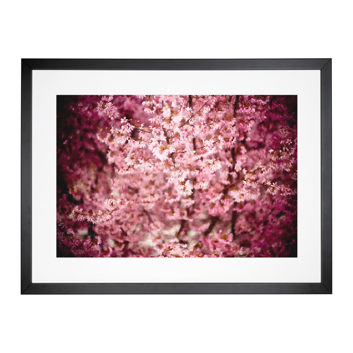 Pink Cherry Blossom Flowers Vol.5