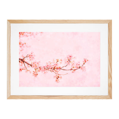 Pink Cherry Blossom