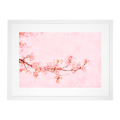 Pink Cherry Blossom