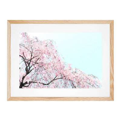 Pink Cherry Blossom Tree